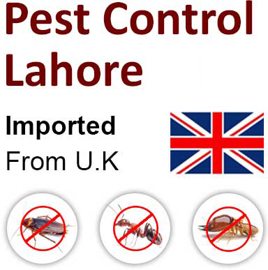 Pest Control Lahore
