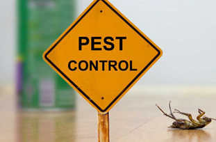 Pest Control in Lahore