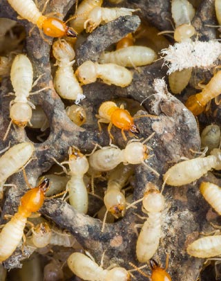 Termite Control in Lahore