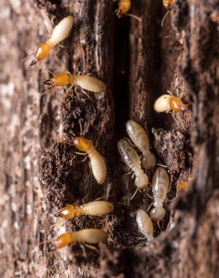 Termite Proofing in Lahore